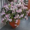 patricialanterna - @patricialanterna - TikTok