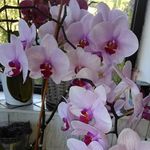 Patricia Levasseur - @patricia.levasseur.50 - Instagram