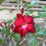 Patricia Lochner - Facebook