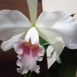 Patrícia Lucca - @patricialucca45 - Instagram