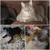 Patricia MacIsaac - Facebook