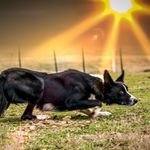 Patricia Alasdair MacRae - @macraesheepdogs - Instagram