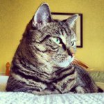 Patricia Maillet - @everinshadow - Instagram