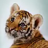 patricianeubert85 - @patricianeubert85 - TikTok