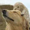 PatriciaPatton - @patriciapattonqymvgsvo - TikTok