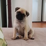 Miss Patricia Pickles - @patriciapicklesnelley - Instagram