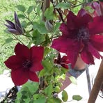 Patrizia Pistilli - Facebook