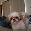 Little Lucy - @patriciaracelis - TikTok