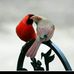 Patricia Rasch - Facebook
