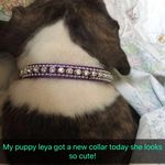 Patricia Rhoades - @pattyfurbabys - Instagram