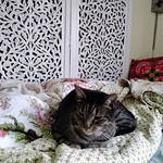 Patricia Rhoades - @patricia.rhoades.330 - Instagram