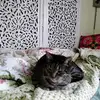 patriciarhoades96 - @patsyartist3 - TikTok