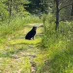 Patricia RottieMama Jessop - @patricia_rottie_mama_jessop - Instagram