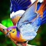 Patricia Shoemaker - @patshoe543 - Instagram