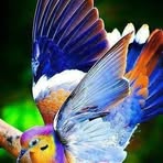 Patricia Shoemaker - Facebook
