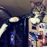 Patricia Siler - @siler50 - Instagram
