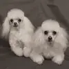 Patricia Sipes - @patricia.sipes3 - TikTok