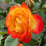 Patricia Stender Ledbetter - @pledbe - Instagram