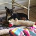 Pat Stripling - Facebook