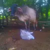 Casimiro - @patriciatoala806 - TikTok