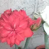 Patricia tomas - @patriciamendez483 - TikTok