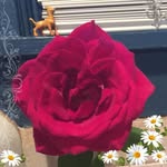 Patricia Bolender Utter - @patriciabolende - Instagram