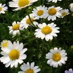 Patricia Vanderpool - @p.vanderpool - Instagram