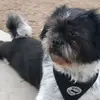 patriciaviswijf - @patriciaviswijf - TikTok