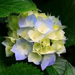 Patricia Warmack - Facebook