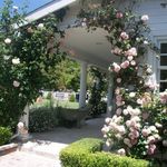 Michael Patricia Westervelt - @shabbyonthelake - Instagram