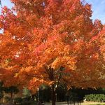 Patricia M Whaley - @pwhaley95628 - Instagram