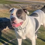 Patricia Wikström - @eltonbullyxl - Instagram