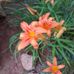 Trish Yeargin - Facebook