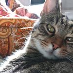Patrick Abate - @pat_the_cat_13 - Instagram