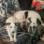 Patrick W Alderton - @spikeydoo2006 - Instagram