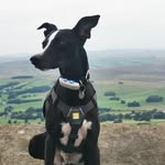 Patrick Drelincourts Badger - @paddytheyorkshirewhippet - Instagram
