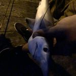 Patrick Barfield - @patrickhbarfield - Instagram