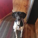 Patrick Barnard - @cars_animals1617 - Instagram
