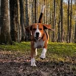 Бигль Патрик | Beagle Patrick - @patrick_beagleboy - Instagram