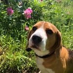 Patrick - @patrick__beagle - Instagram