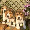 Patrick Beagle - @patrickbeagle - TikTok