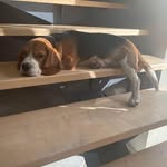 Patrick Beagle - @beagle3211 - Instagram