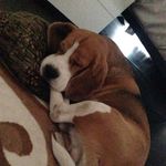 Патрик - @patrick_beagle - Instagram