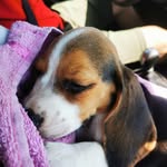 Patrick The Beagle🐾 - @patrick_.beagle - Instagram