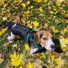 PatrickTheBeagle - @y0d4jedi - TikTok