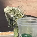 Patrick Beeman - @patrickbeeman - Instagram