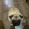SKYPUG - @patrick.bertolini - TikTok