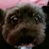 Patou tizou patoche - @patrickbientz - TikTok