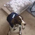 Grace’s Pup - @morgan_patrick_birmingham - Instagram