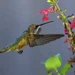 Patrick Blackburn - @patrickblackburn - Instagram
